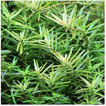 Amazon 水草 ロタラ インディカ カリカット 無農薬 ５本 北海道航空便要保温 Charm チャーム 生体水草 通販