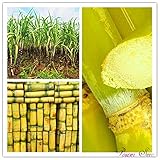 100pcs Vegetable and fruits seeds Sugar Cane seeds Are rich in sugar sugarcane seed Bonsai plants Seeds for home & garden
