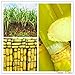 100pcs Vegetable and fruits seeds Sugar Cane seeds Are rich in sugar sugarcane seed Bonsai plants Seeds for home & garden