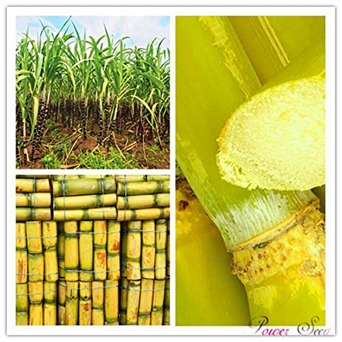 100pcs Vegetable and fruits seeds Sugar Cane seeds Are rich in sugar sugarcane seed Bonsai plants Seeds for home & garden