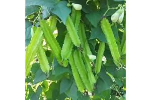 VAACNEE 15pcs Winged Pea Seeds Four Angled Bean Dragon Bean Seeds