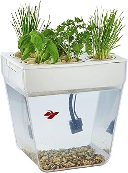 Back to the Roots Betta Fish Tank