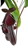 Tropical Pitcher Plant Bill Bailey Carnivorous