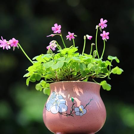 Get Amazon Com Four Leaves Clover Seeds 10g Lucky Grasses Plant HD Get Wallpaper Amazon Com Four Leaves Clover Seeds 10g Lucky Grasses Plant Free HD