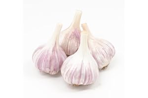 FRESH GARLIC Gourmet Chesnok Red Garlic Bulbs Hard Neck - 4 Bulbs - Garlic To Plant For Fall Planting - Non-GMO Organic Grown