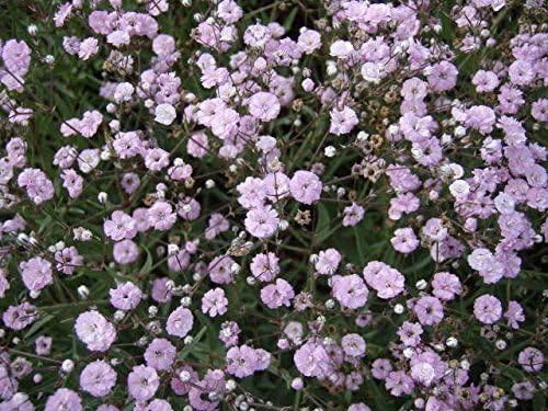 Gypsophila Pink Paniculata (Bristol Fairy) Perennial WPC PrinsRoot/Tuber Pack x2