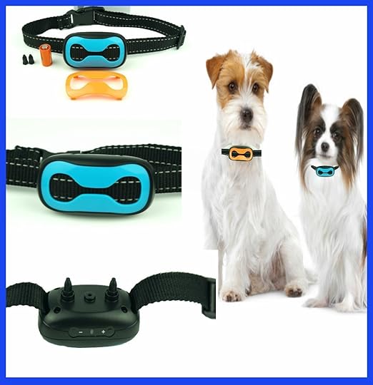 best dog accessories 2018