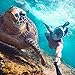 Seaview 180° GoPro Compatible Snorkel Mask- Panoramic Full Face Design. See More With Larger Viewing Area Than Traditional Masks. Prevents Gag Reflex with Tubeless Design (Aqua, S/M)
