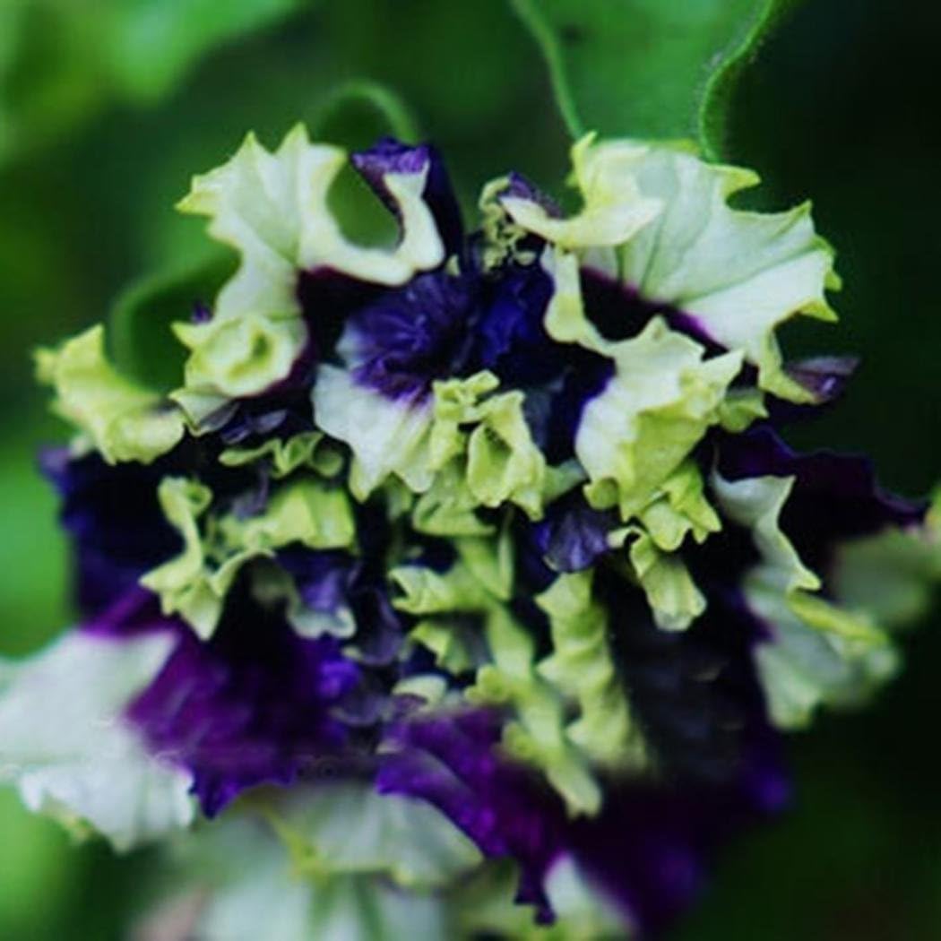 ROCONAT Seeds- 200pcs Rare Petunia Mix Cappuccino/Blue/Red/White, Easy to Grow, Exotic Flower Seeds Hardy Perennial Garden