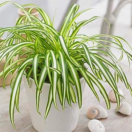 Creative Farmer Live Plant Indoor/Outdoor Spider (Chlorophytum) Best Bedroom Plants (1 Healthy Live Fruit Plant)
