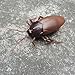 HaiHui Infrared Remote Control Realistic Mock Fake Cockroach RC Toy Prank Insects Joke Scary Trick Bugs for Party (roach)