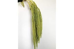 DONGARTS 5 Pcs Bleached Wisteria Vine Hanging Dried Flowers, Natural Preserved Hanging Amaranthus Flowers for Wedding Bouquet, Wall Home Party Decor (Spring Green)