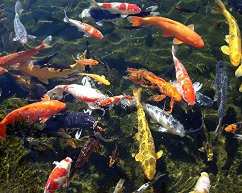 Aquarium Plants Discounts Koi Fish - Assorted Colors A Grade Quality (3-4 Inch)
