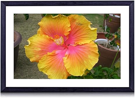 Amazon Co Jp 70cmx50cm 木製の黒色のフォトフレーム ハイビスカスブライトポットガーデン 壁掛け 壁飾り 壁ポスター おしゃれ ウォールアート アートパネル 壁の絵 インテリア絵画 額縁 部屋飾り 装飾画 ホーム キッチン