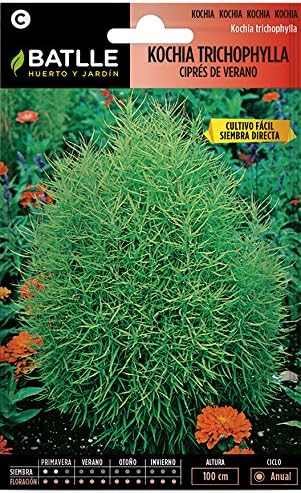 Semillas de Flores - Kochia Tricophylla - Ciprés de verano ...