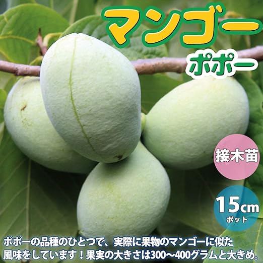 Amazon ポポー2年生接木苗 5号ポット苗 品種 マンゴー 果樹 接木苗 1本売り 果物 Amazon ポポー2年生接木苗 5号ポット苗 品種 マンゴー 果樹 接木苗 1本売り 果物