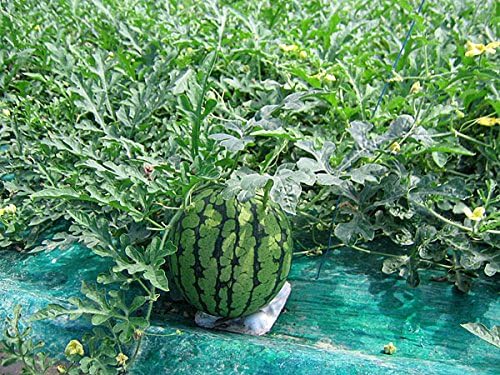 北海道産ひまわりすいか