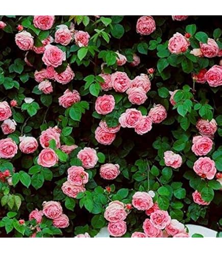 パープルローズ 10 Purple Climbing Rose Seeds/ : Amazon.ca: Patio, Lawn & Garden