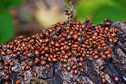 4 1500+Live+Ladybugs+Beneficial+Guaranteed