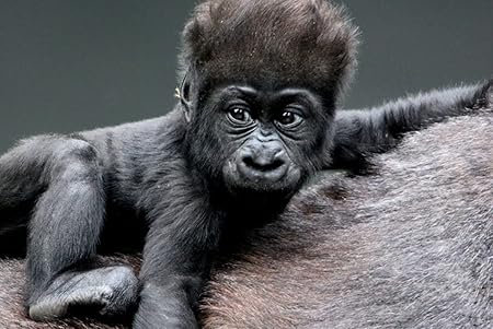 Amazon Co Jp 特大 ポスター 猿の赤ちゃんゴリラの髪 壁紙ウォールステッカーポスター 594x4mm Generic