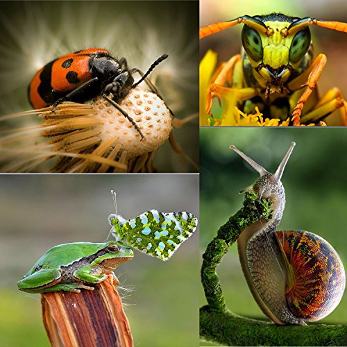 image for Micnova KK-C68 Pro Auto Focus Macro Extension Tube Set for Canon EOS E