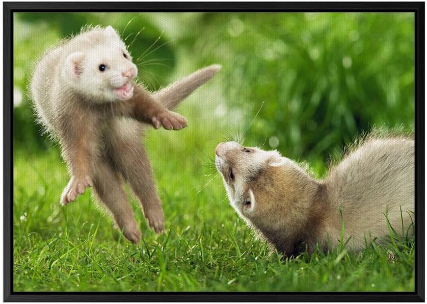 Huron o rata | Los mejores artículos para tu hurón.