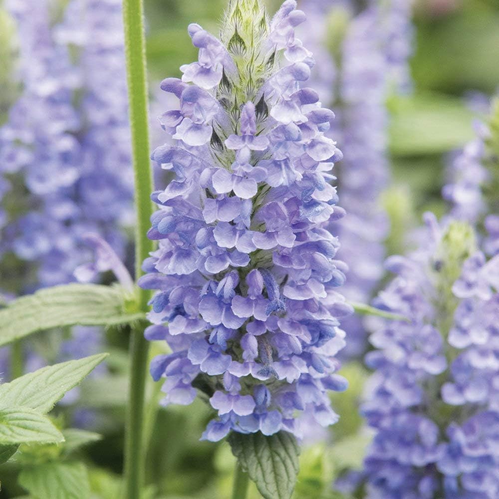 "Mixed Flower Garden Plant Seed Grow Your Own Annual & Perennials Such As Foxgloves, Mallow & Wallflowers Attracting Pollinators Pack by Thompson & Morgan 200 g - Image 5