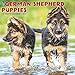 Just German Shepherd Puppies 2019 Wall Calendar (Dog Breed Calendar)