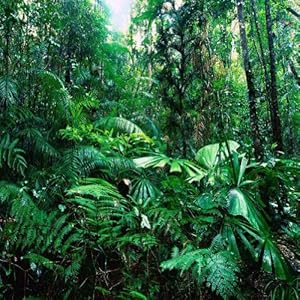 Amazon.com: GladsBuy Tropical Rainforest 10' x 10