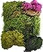 TerraGreen Creations Moss Fairy Garden and Succulent Terrarium Accent Pack - Several Moss Types - Bark - Mini Figures