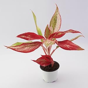 UGAOO Aglaonema Red Natural Live Plant with Pot (Red)