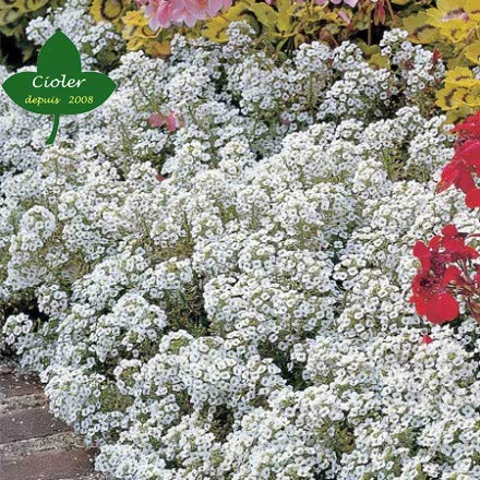 Semillas Snow Crystal Planta Jardinería plantas de exterior Huerto 