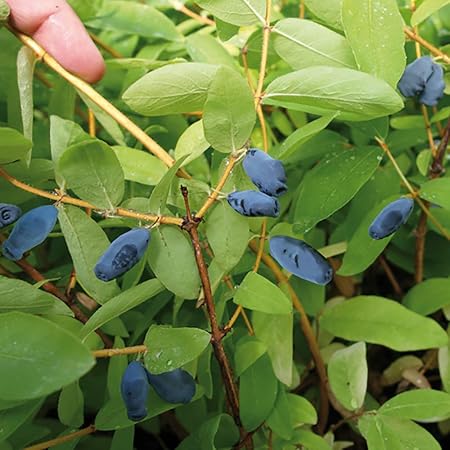 honeyberry plants 9cm