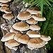 Shiitake Mushroom Mycelium Plug Spawn - 100 Count - Grow Edible Gourmet & Medicinal Shitake Fungi On Trees & Logs