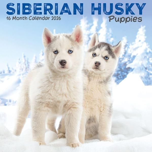 Siberian Huskies | 2026 12 X 24 Inch (Hanging) Monthly Square Wall Calendar | Plastic-Free