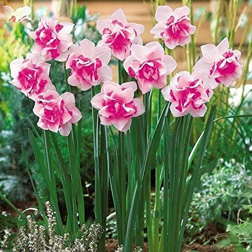 Lioder 100pcs Double Narcissus Flower Seeds Bulbs Scented Daffodil Garden Perennial Decor