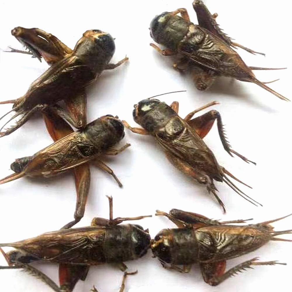 live crickets for reptiles near me