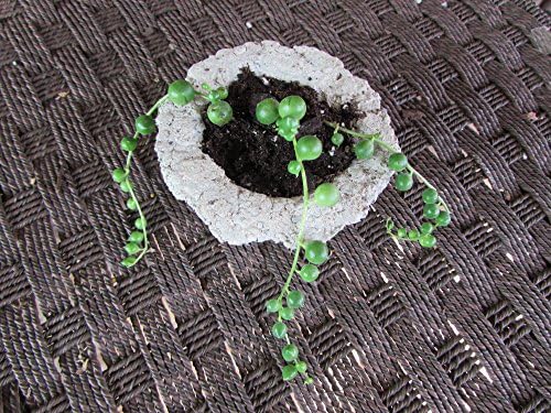 String of Pearls Plant