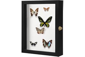 IHEIPYE Insect Display Case Wall Mount Bug Display Collection Box for Butterfly Specimen with Anti Fade UV Protection Acrylic Top Eva Foam Pinning Board and 3 Sizes Pins Insect Shadow Box-Large Black