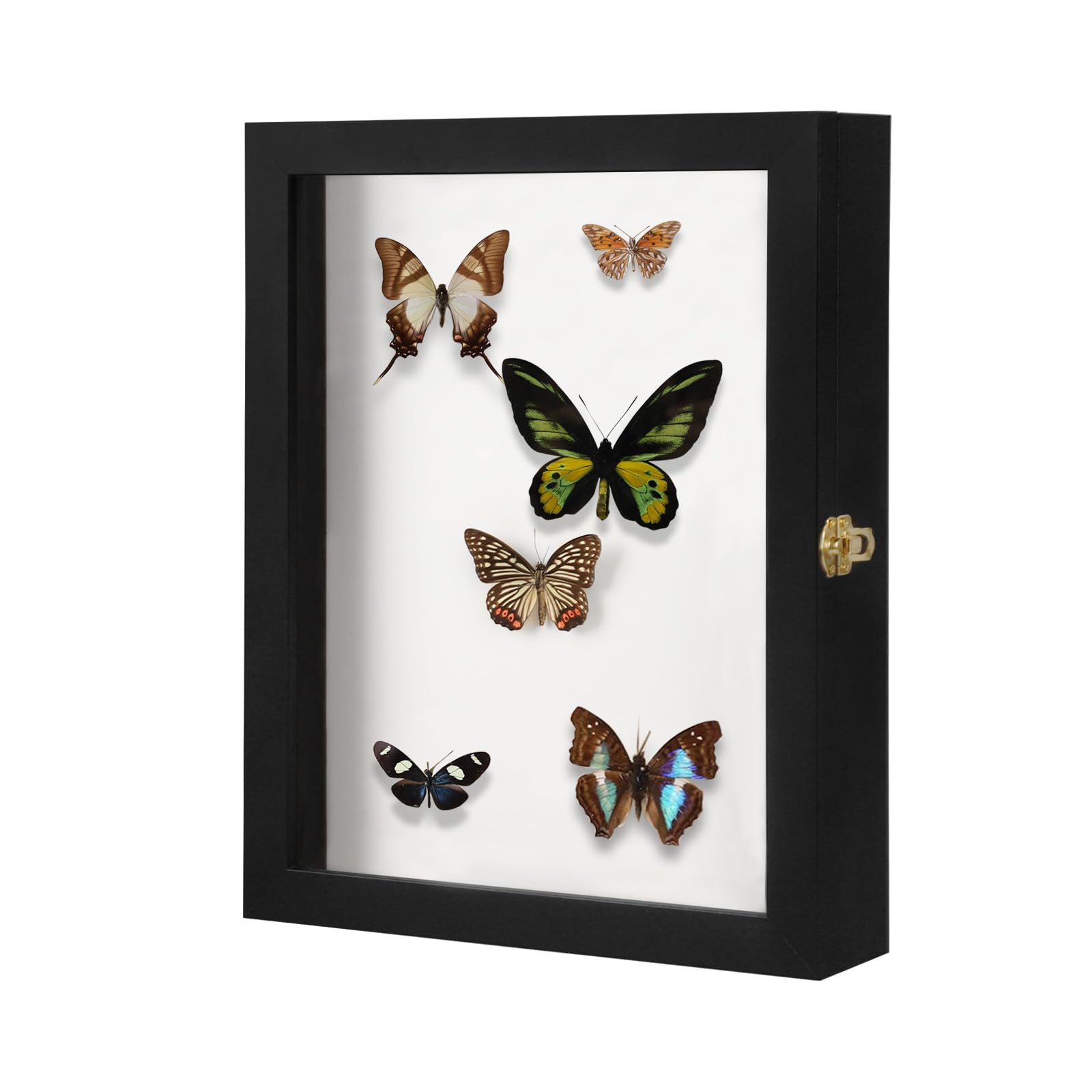 Photo 1 of IHEIPYE Insect Display Case Wall Mount Bug Display Collection Box for Butterfly Specimen with Anti Fade UV Protection Acrylic Top Eva Foam Pinning Board and 3 Sizes Pins Insect Shadow Box-Large Black