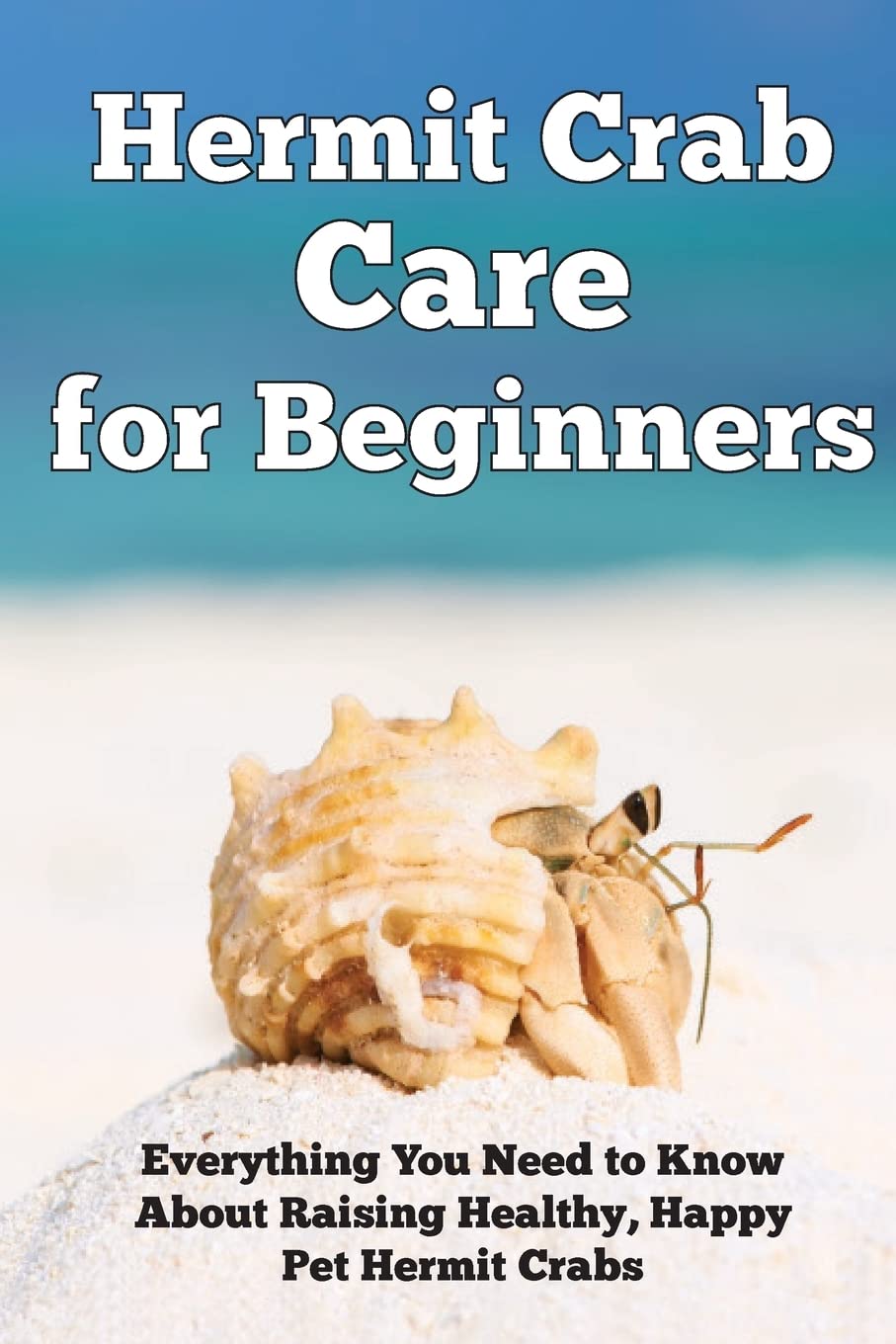 Hermit Crab Care for Beginners: Everything You Need