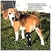 JunoPets Dog Canine Rear Leg Knee Brace, Hock Joint Wrap for Heals and Prevents Injuries and Sprains Helps with Loss of Stability (Medium)