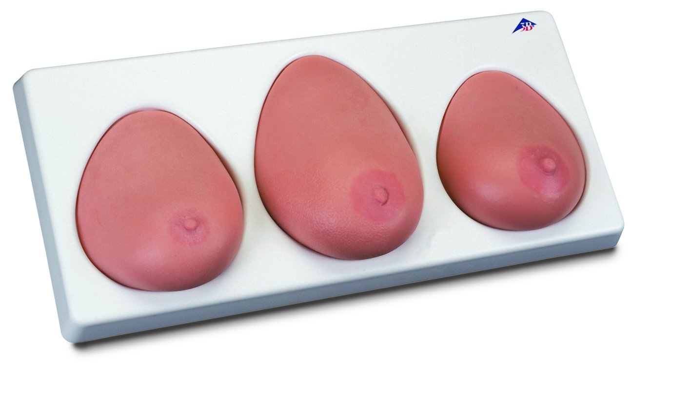 Photo 1 of 3B Scientific L55 Breast Self Examination Model Three Single Breasts on Base