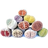 Pack of 8 Live Exotic Lithops Plant Medium Size 2 Years Old Rare Living Stone Seedling Perfect Terrarium Addition