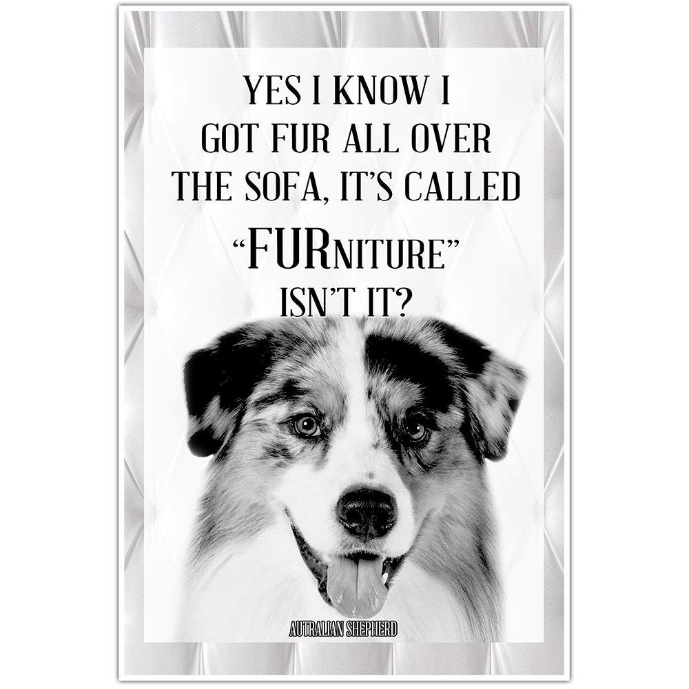 australian shepherd wall art