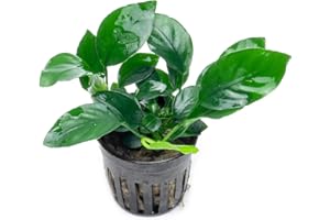 SubstrateSource Anubias Live Aquarium Plants - Potted Freshwater Plant for Fish Tanks, Terrariums - Beginner Friendly Low Light (Barteri, 1 Pot)