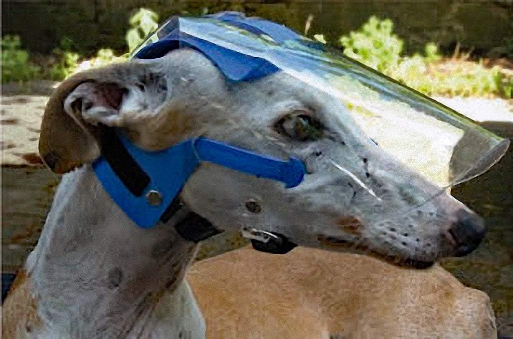 greyhound goggles