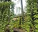 Centennial Beer Hops Vine - Humulus - Grow your own Beer - 2.5