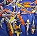 Blue Ridge Live Koi Fish Standard Fin – Garden Pond, Aquarium and Tank, Healthy and Bio-Secure – Grade AA (4-5 inches, Lot of 10 Fish)thumb 4