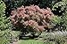 Grace Smokebush - Cotinus - Orange - Red Fall Color! - 4" Pot